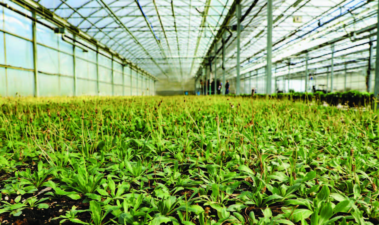 Air Force Research Laboratory began multimillion-dollar, multiyear program in spring 2022 with BioMADE, Farmed Materials, and Goodyear Tire and Rubber Company to develop domestic source of natural rubber from Kok-saghyz dandelion, seen here in its initial planting at Amherst Greenhouse in Harrod, Ohio, July 28, 2022 (U.S. Air Force/Jonathan Taulbee) 